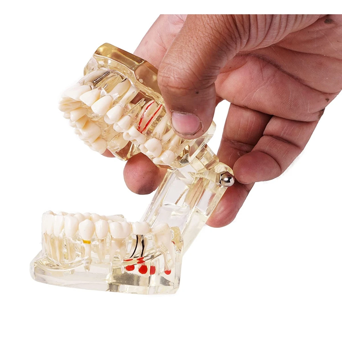 Patient Education & Demonstration Models