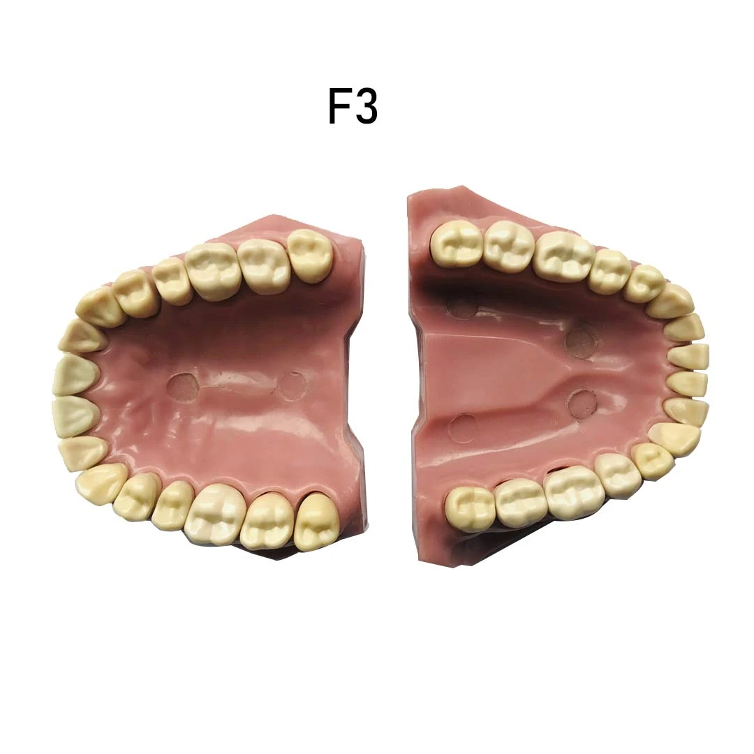 TypodontsF3