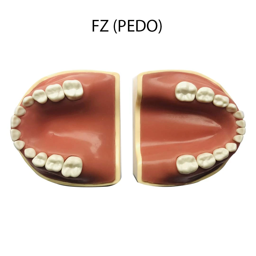 Typodonts NZ PEDO