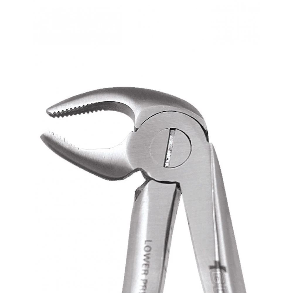  Lower Premolars  13 Standard FX13S