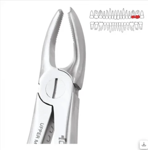 Upper Molar Left Premium (FX18P)