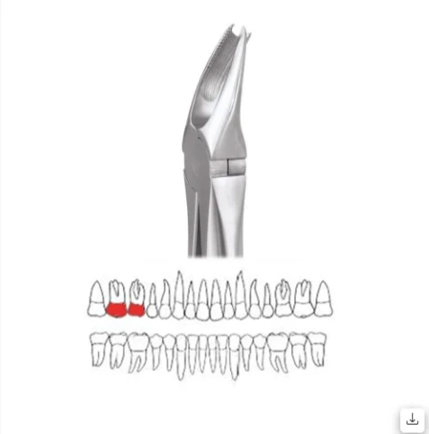  Upper Molar Right Premium Cowhorn- FX89P