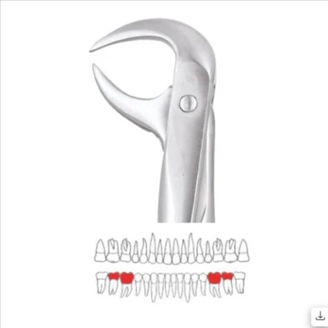  Lower Molars - 86A Premium (FX86AP)