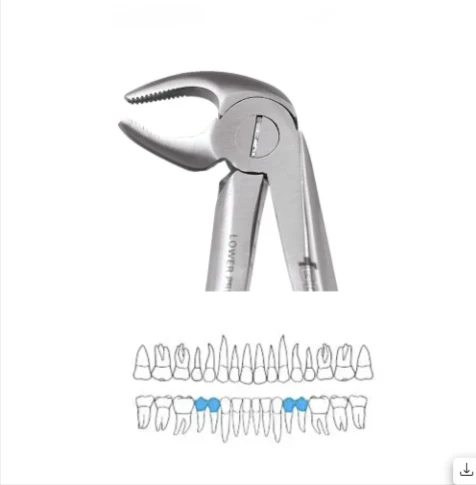 Lower Premolars - 13 Ergonomic (Fx13e)