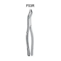 Molars First & Second Upper Molar Teeth Right # 53R (F53R)