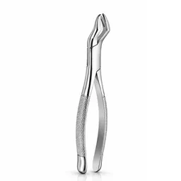 Nevius First & Second Upper Molar Teeth Right # 88R (F88R)