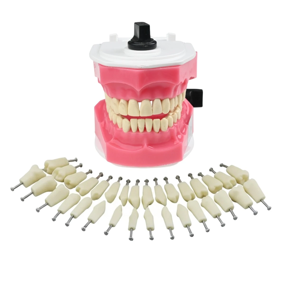 API Typodont Individual B561 - Adult Size