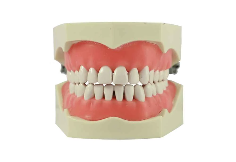 GDC-C-TYPE STUDY MODEL DSMA32C