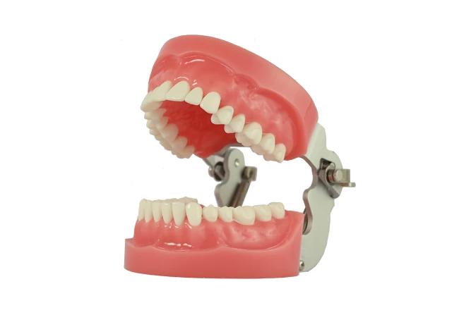 GDC-N-TYPE  STUDY MODEL DSMA32N